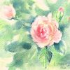 Akvarelli ruusu, kortti